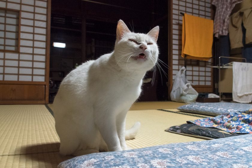 福島市の猫