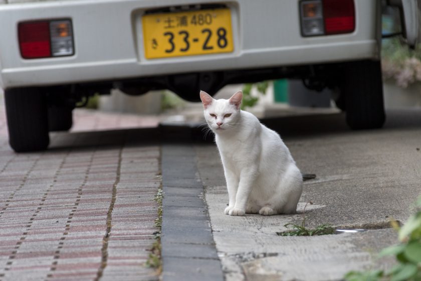 土浦市の猫