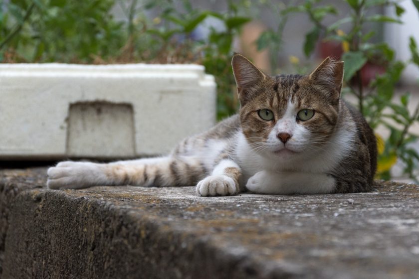土浦市の猫