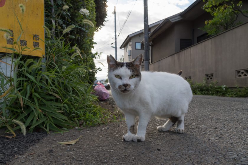 昭島市の猫