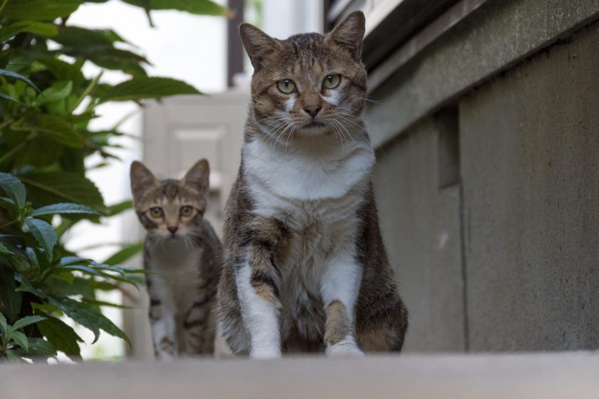 昭島市の猫