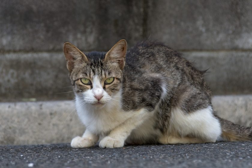 川越市の猫