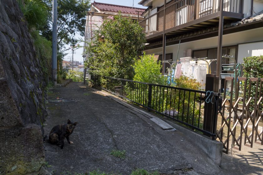 日野市の猫