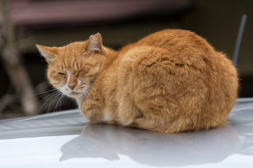 日野市の猫