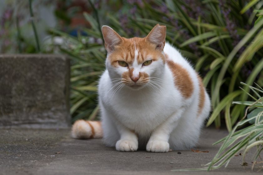 日野市の猫