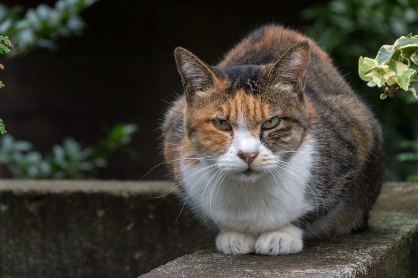 日野市の猫