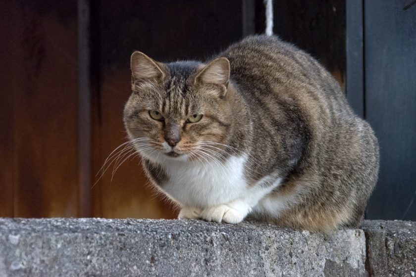 立川市の猫