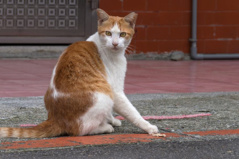 台北市の猫
