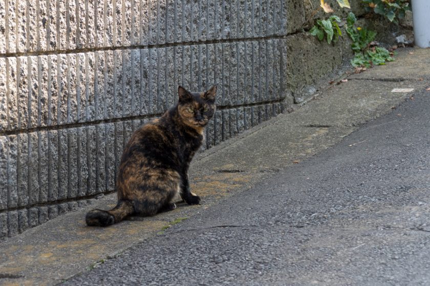 日野市の猫