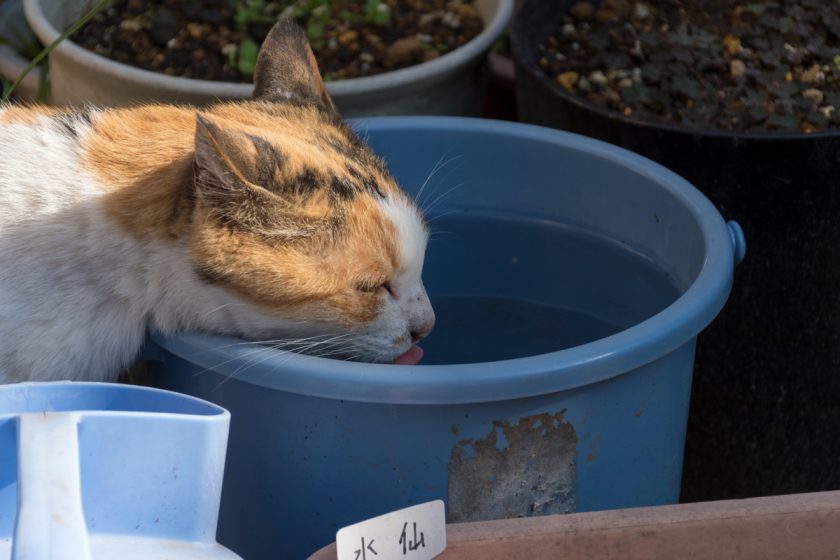 日野市の猫