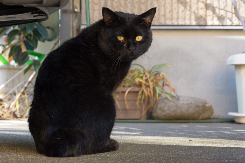 八王子市の猫