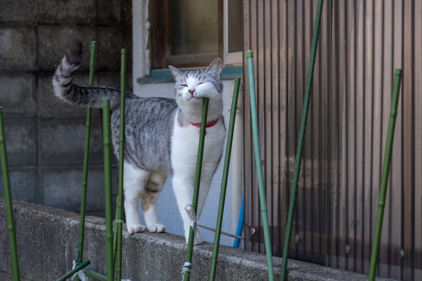 八王子市の猫