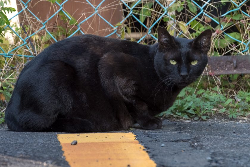 八王子市の猫