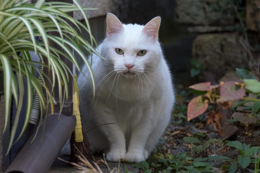 八王子市の猫