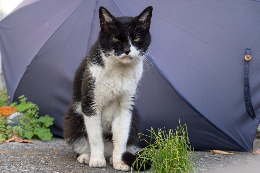 八王子市の猫