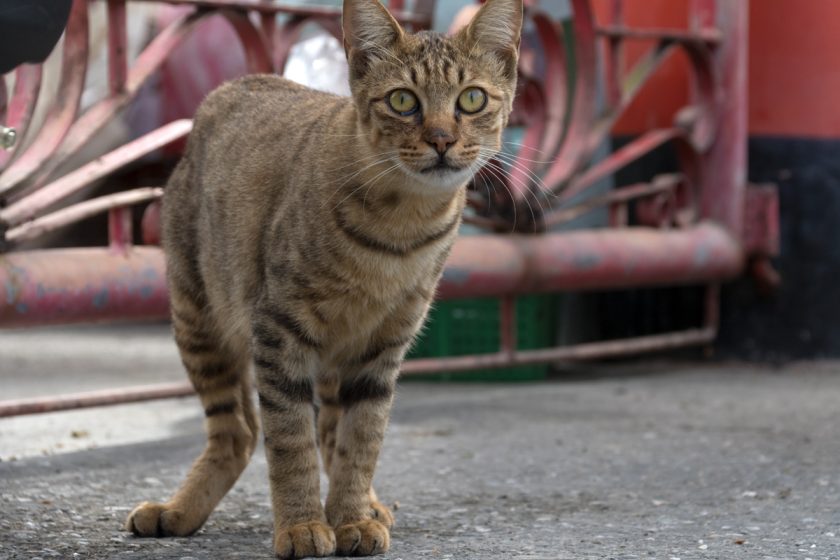 玉里鎮の猫