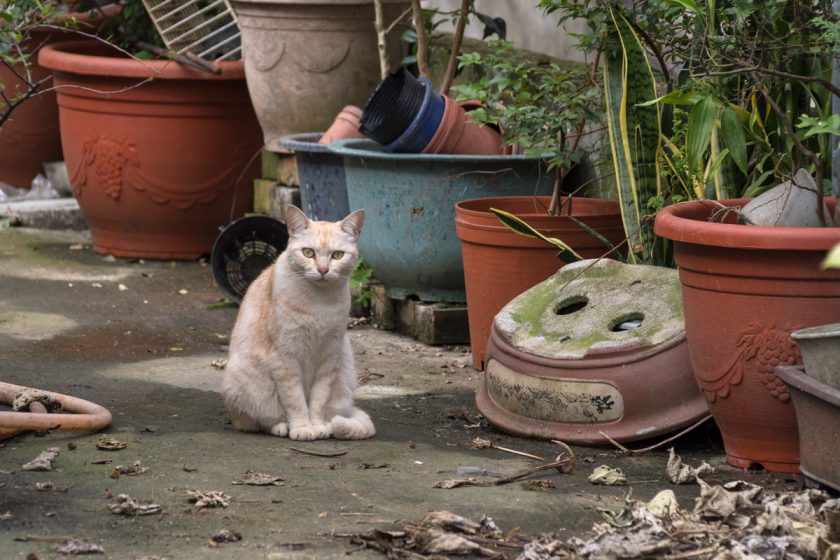 玉里鎮の猫