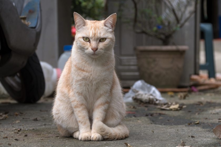 玉里鎮の猫