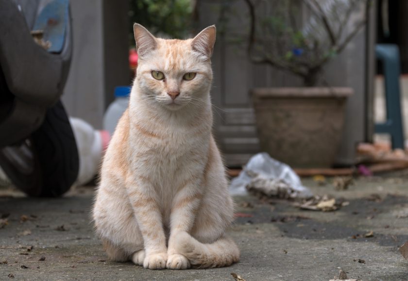 玉里鎮の猫