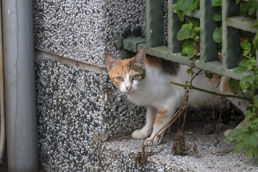 玉里鎮の猫