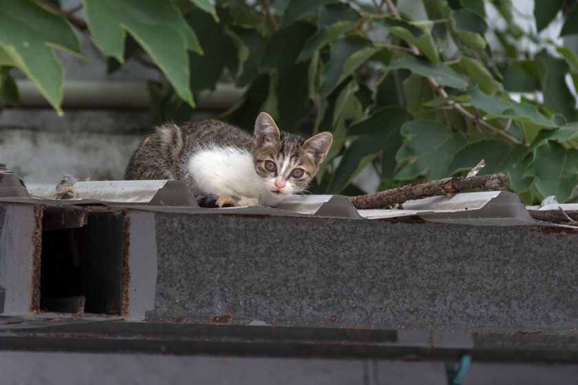 台東市の猫