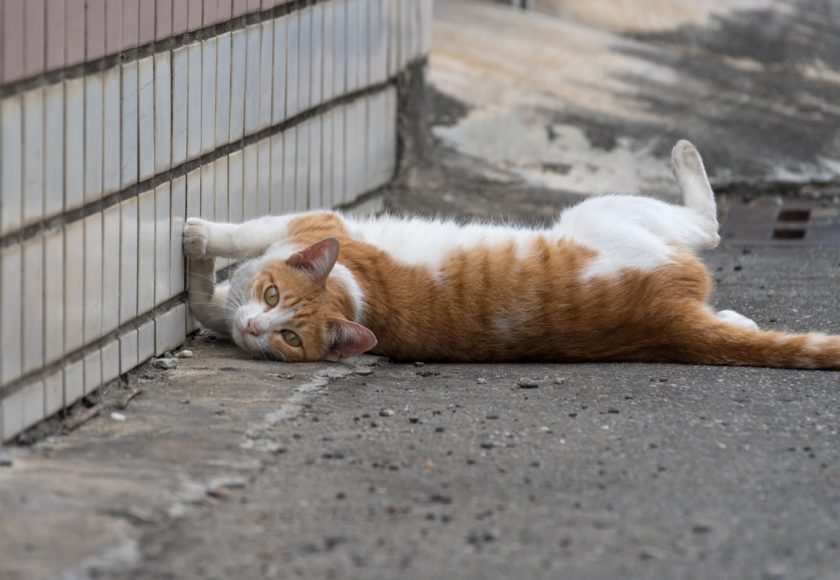 台東市の猫