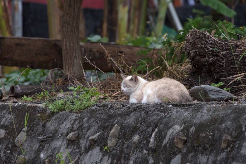 金峰郷の猫