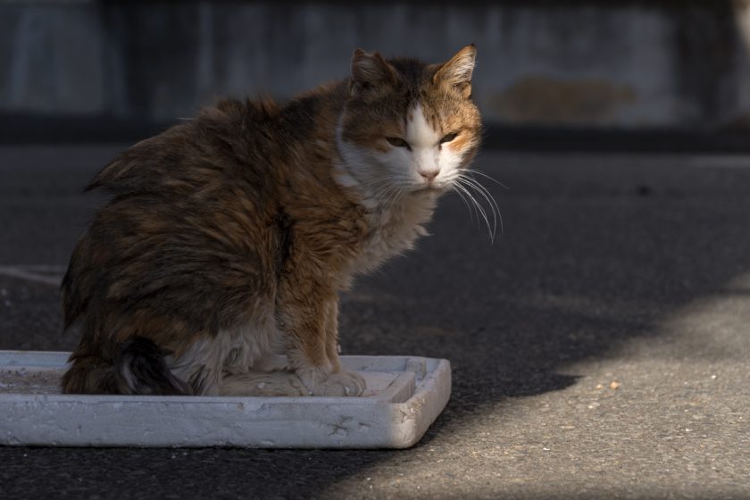 昭島市の猫