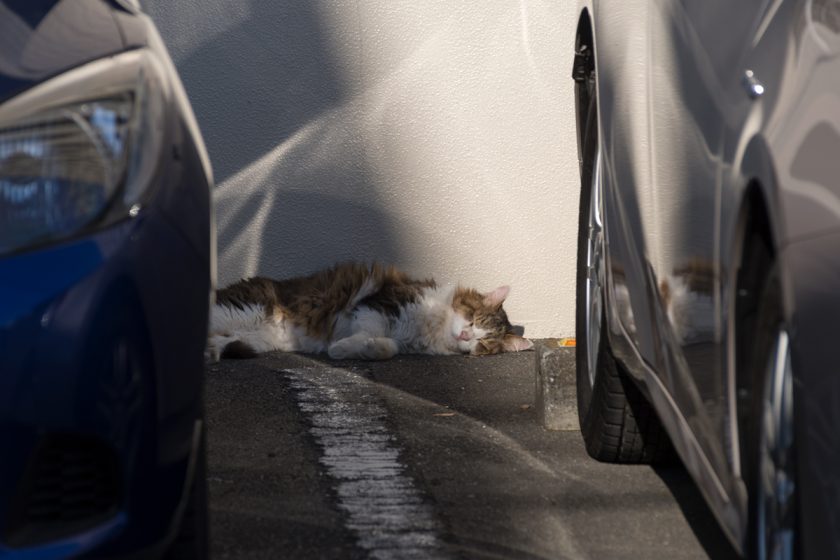 昭島市の猫