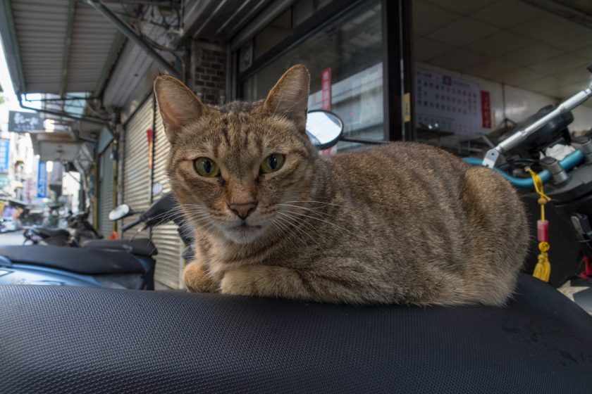 新竹市の猫