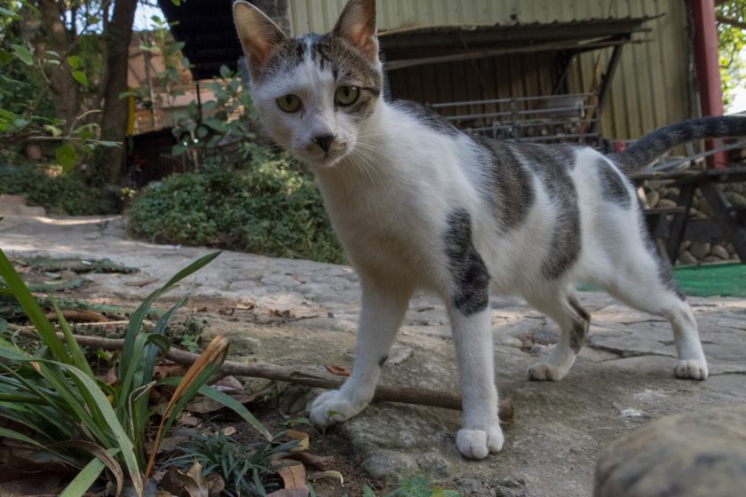 新埔鎮の猫