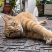 台南市の猫