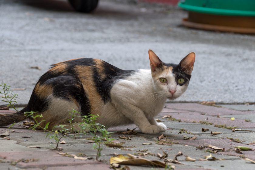 台南市の猫