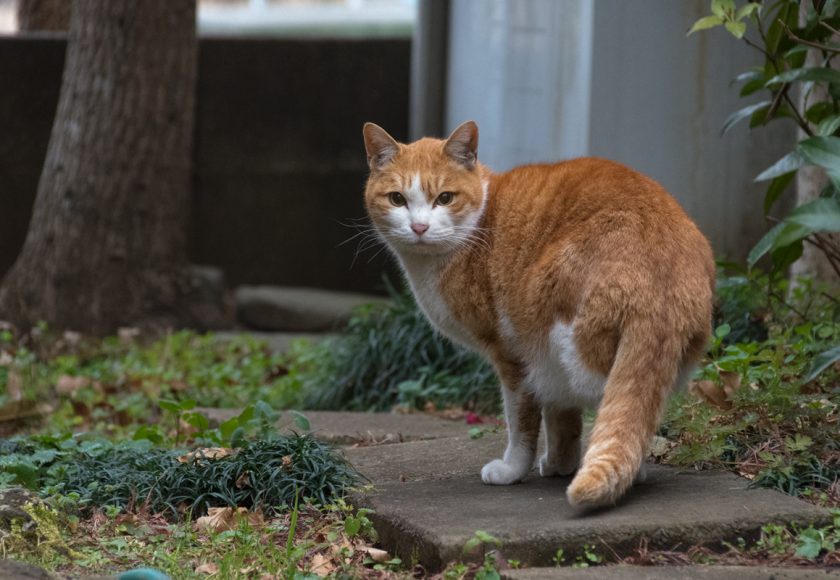 日野市の猫