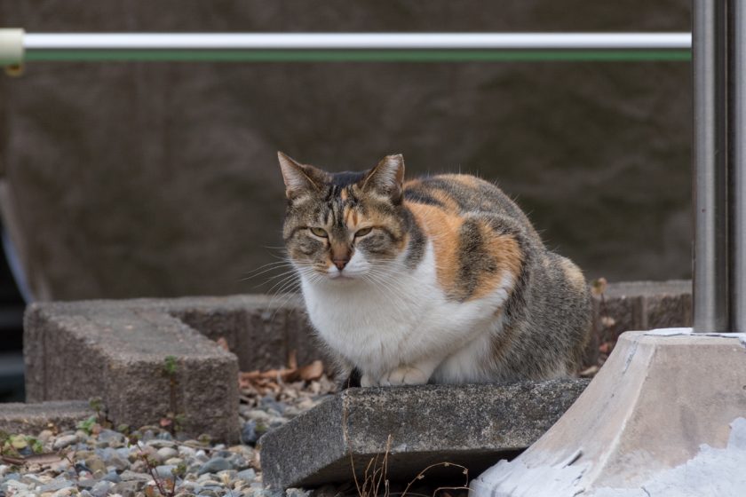 八王子市の猫