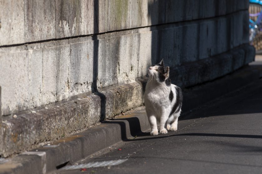 狛江市の猫