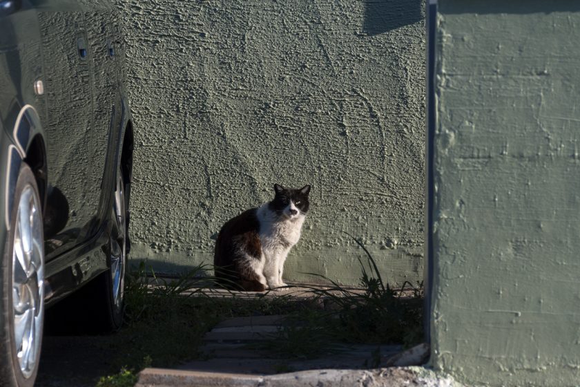 福生市の猫