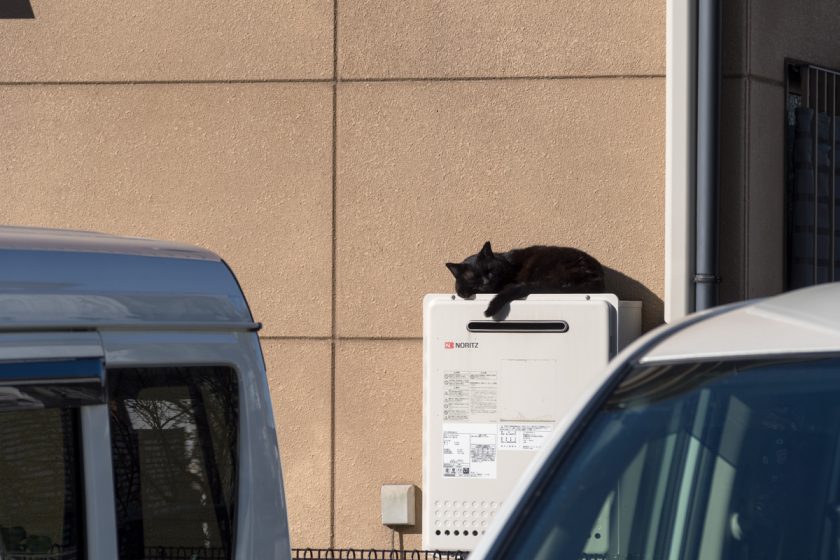 福生市の猫