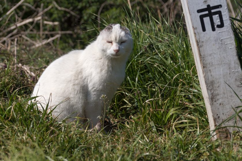 福生市の猫