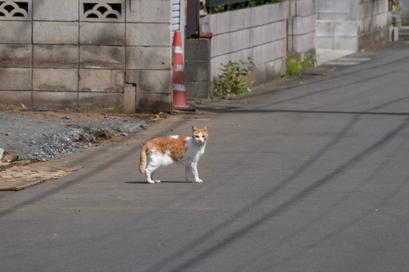 武蔵村山市の猫