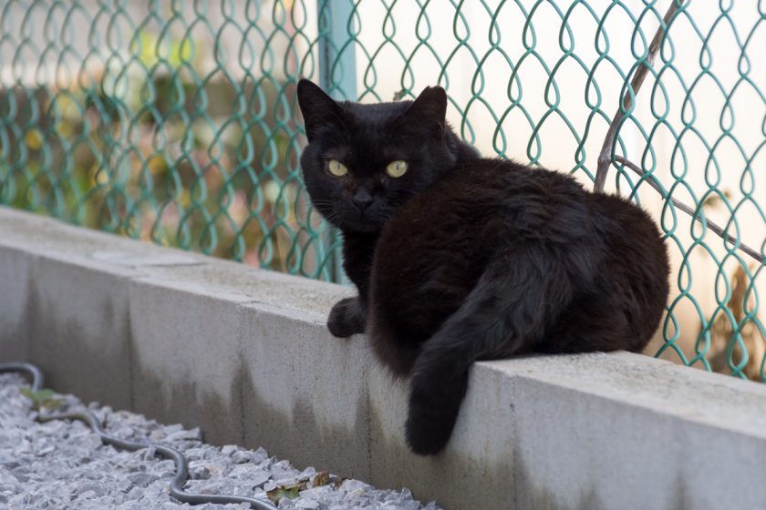 日野市の猫