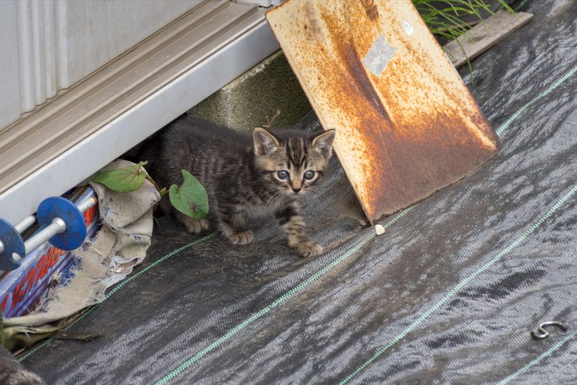 八王子市の猫