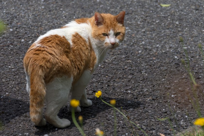 八王子市の猫