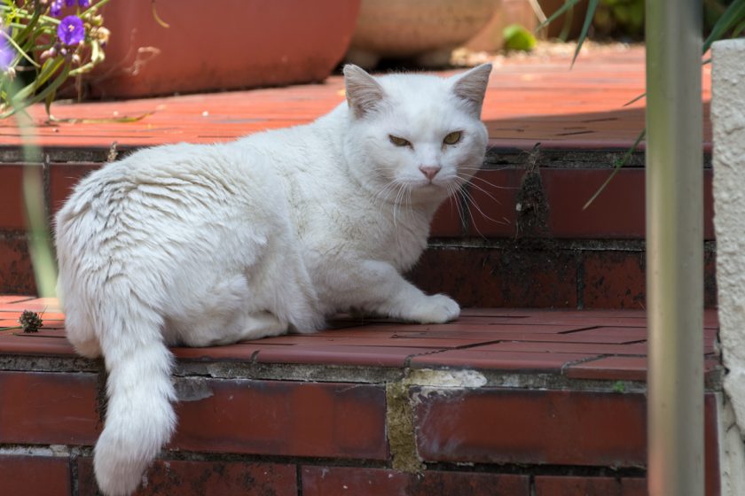 八王子市の猫