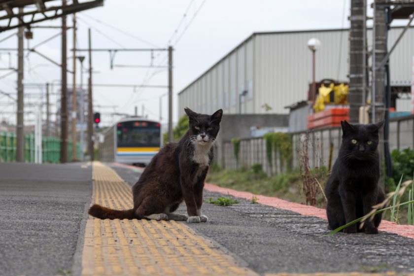 川崎市の猫