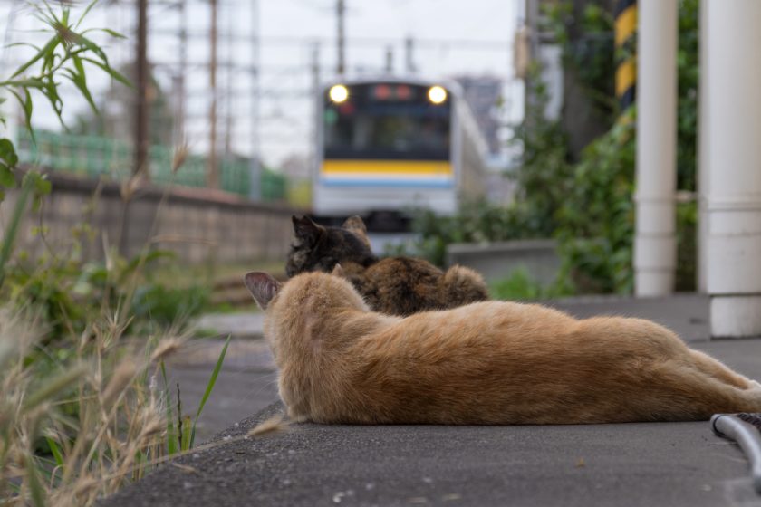 川崎市の猫