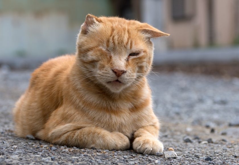 立川市の猫