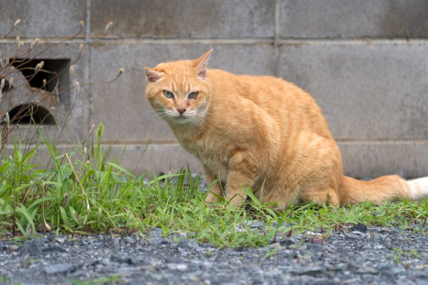 立川市の猫