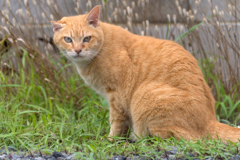 立川市の猫