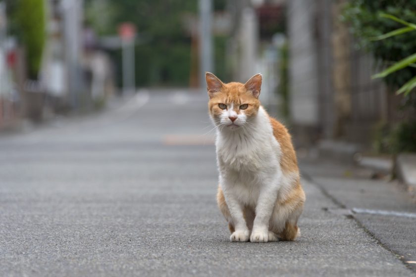 立川市の猫